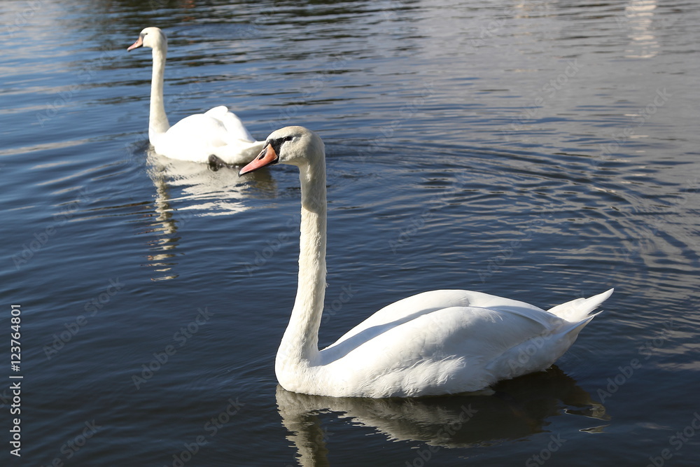 Obraz premium Swan in Kaliningrad