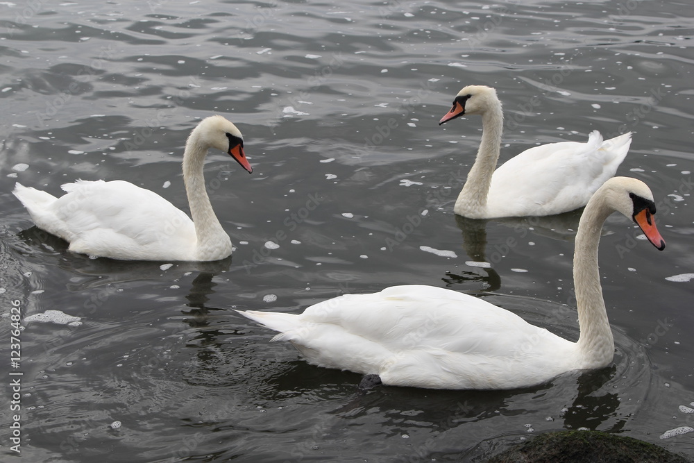Fototapeta premium Swan in Kaliningrad