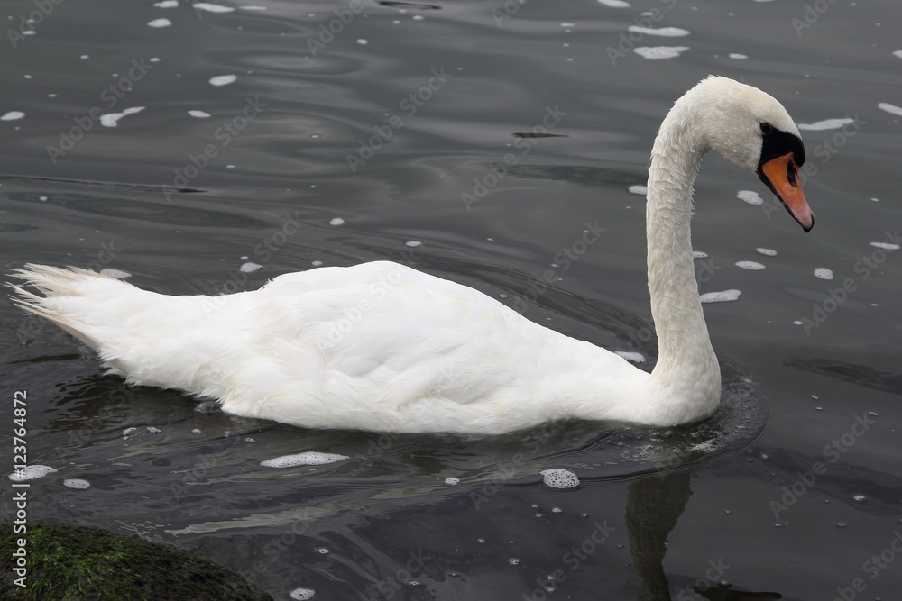 Fototapeta premium Swan in Kaliningrad