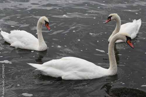 Swan in Kaliningrad