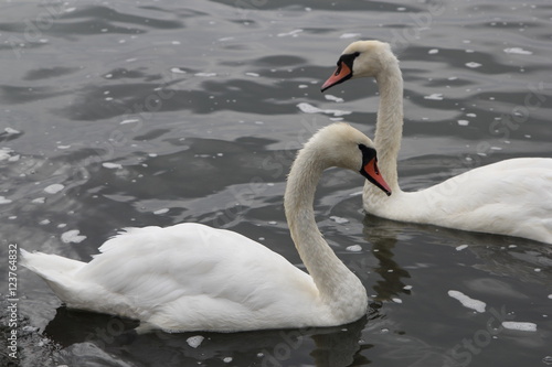 Swan in Kaliningrad