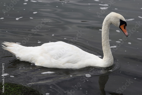 Swan in Kaliningrad