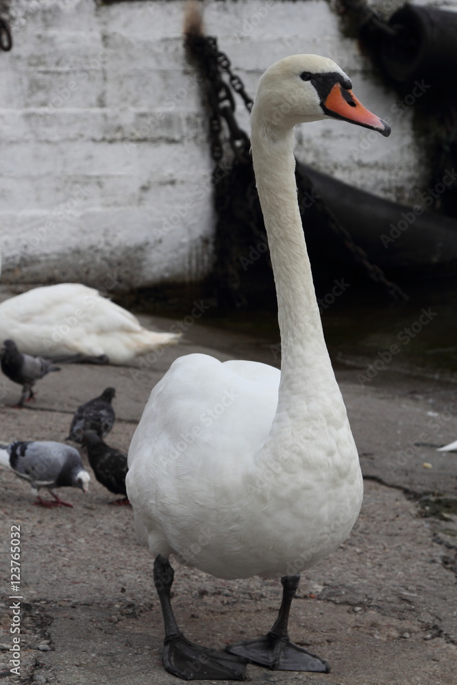 Fototapeta premium Swan in Kaliningrad