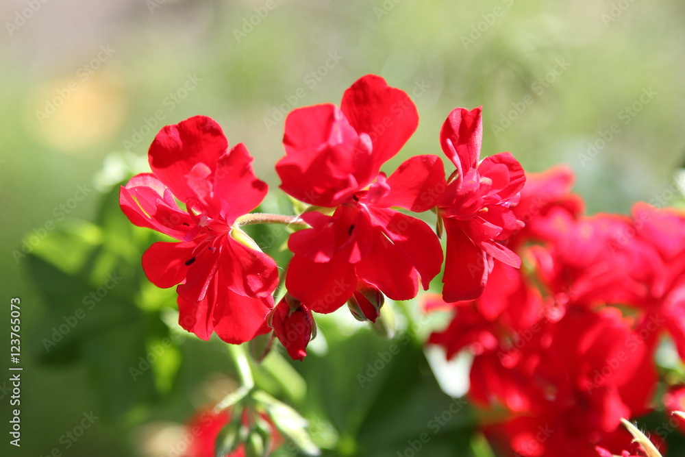 Flower Flower