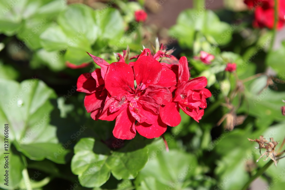 Fototapeta premium Flower