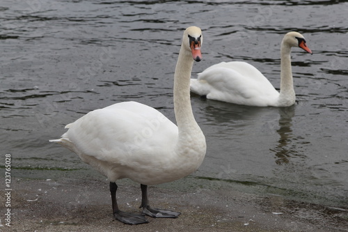 Swan in Kaliningrad