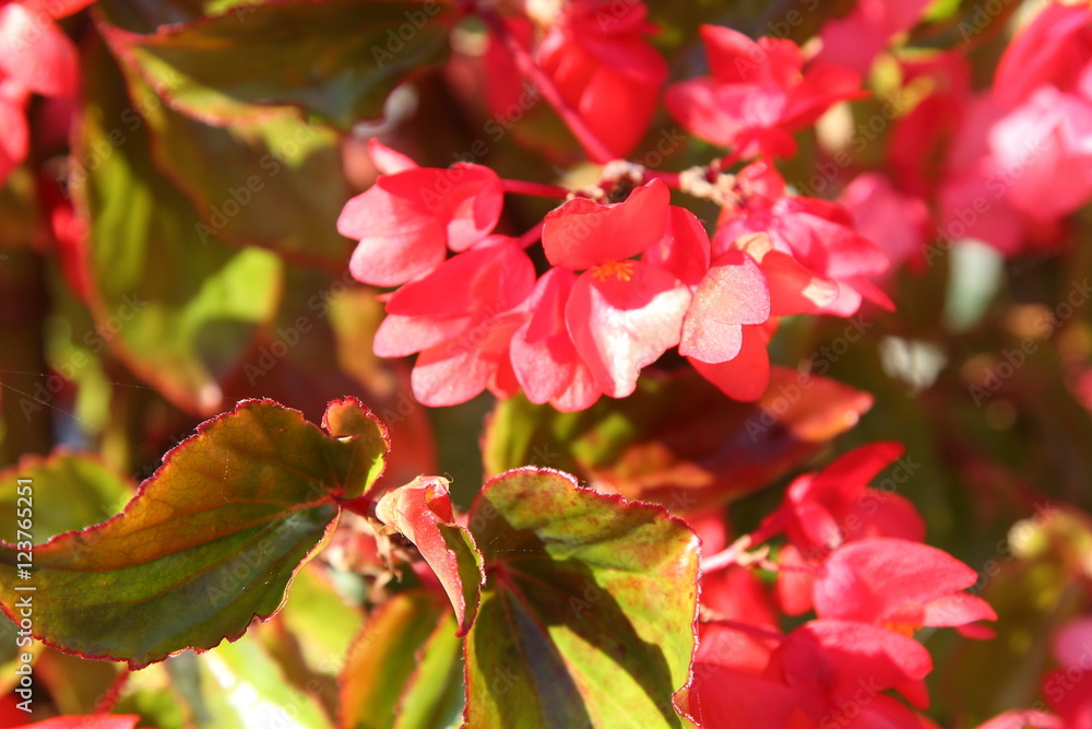 Flower Flower