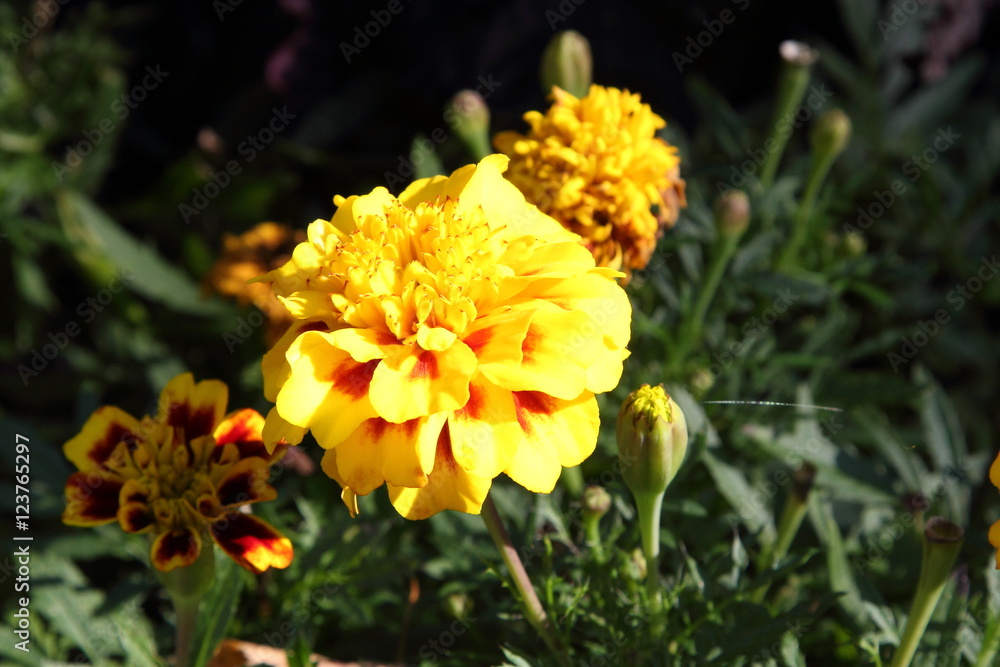 Fototapeta premium Flower