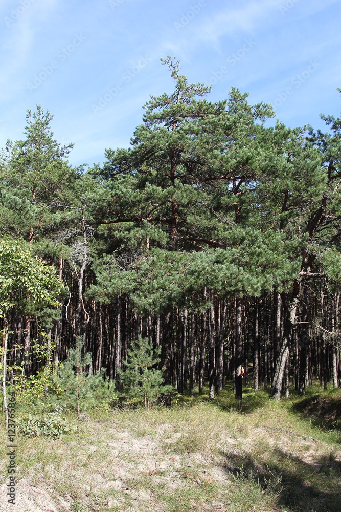 Fototapeta premium Pines