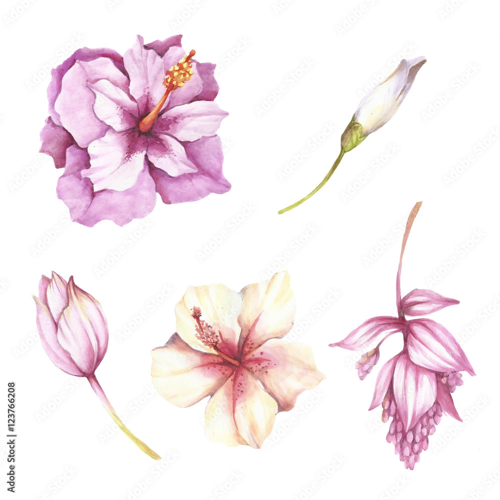 Set of tropical flowers. Hand draw watercolor illustration