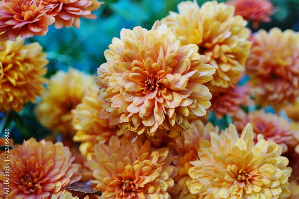 Yellow and orange chrysanthemum flower background Yellow and orange chrysanthemum flower background