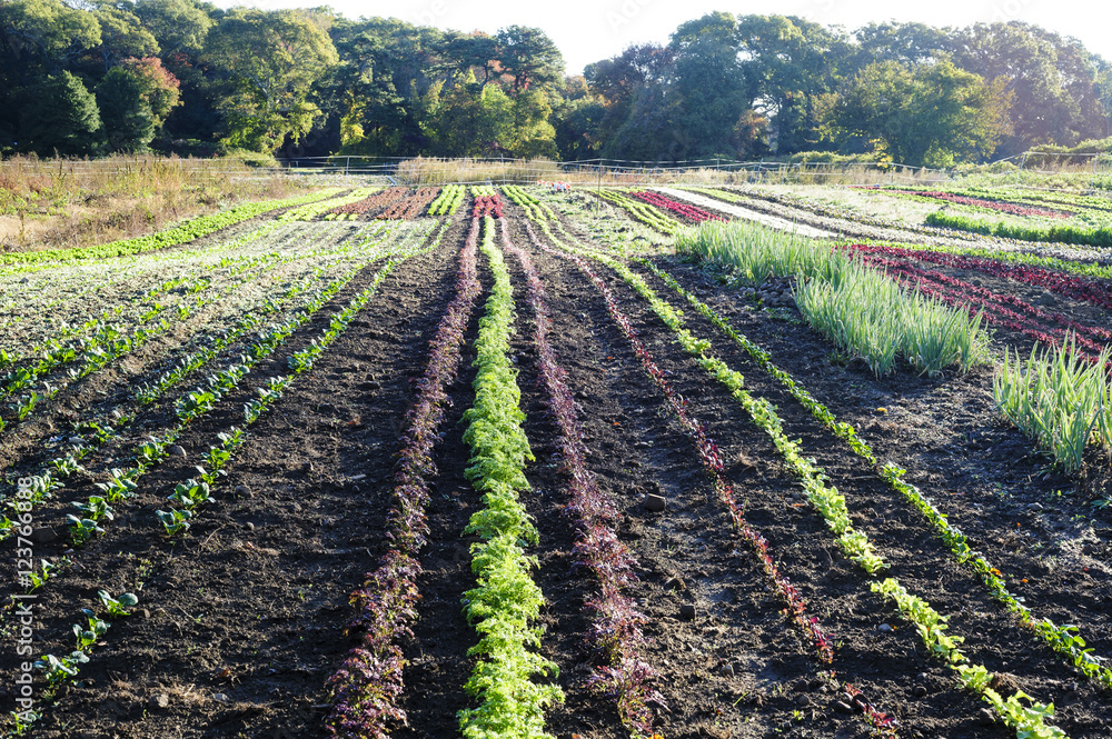 Rows of vegetables Rows of vegetables