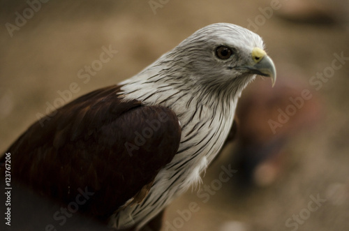 Brahminy Kite