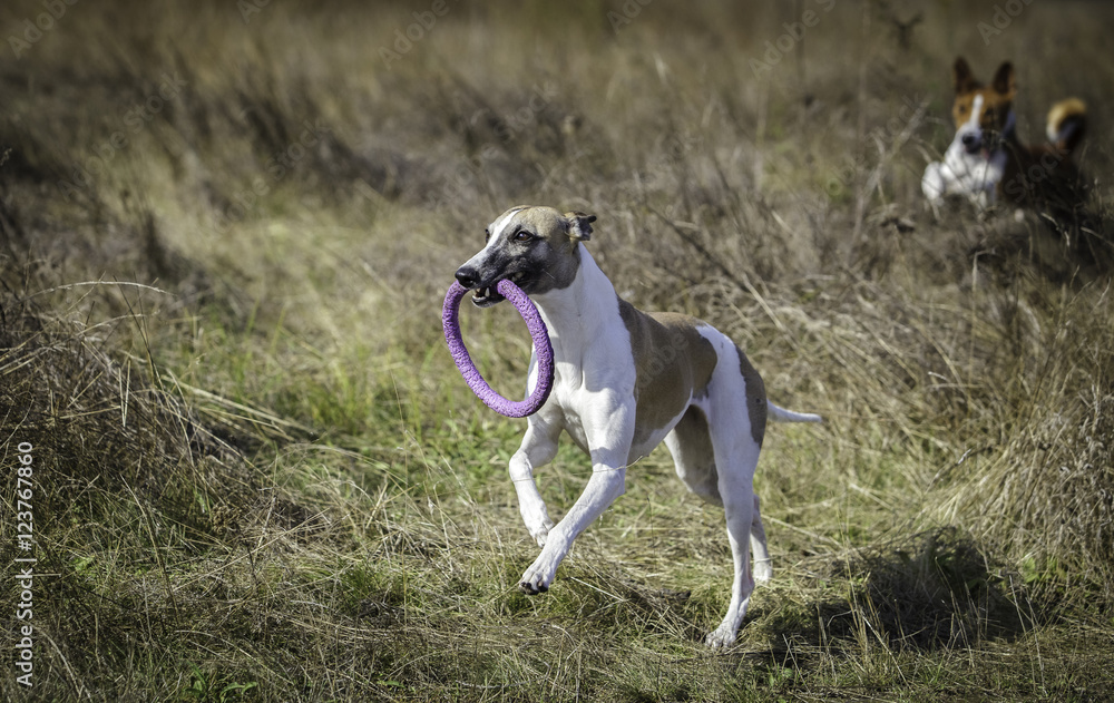 Whippet on a walk in the park