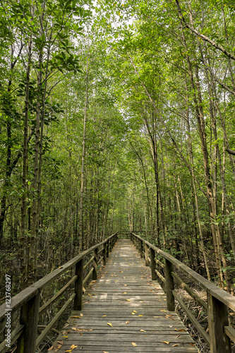 Wooden bridge leading into a mangrove forest in Kota Kinabalu We