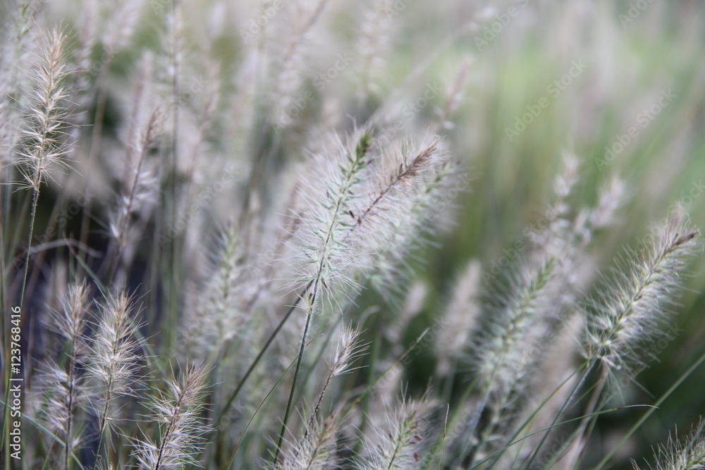 Grassy meadow Grassy meadow
