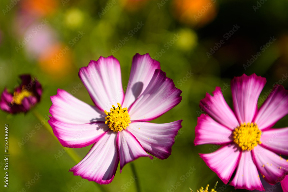 Obraz premium コスモス 万博記念公園