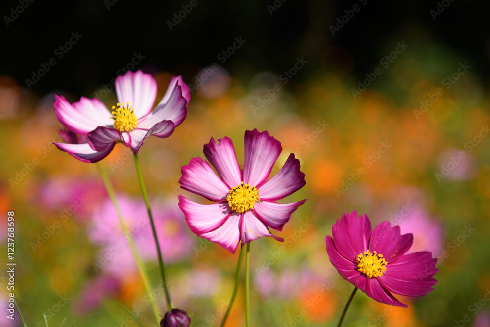 Fototapeta premium コスモス 万博記念公園