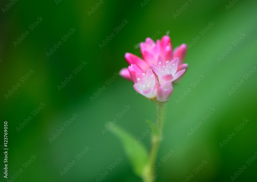 ミゾソバの小さくて可愛い蕾と花