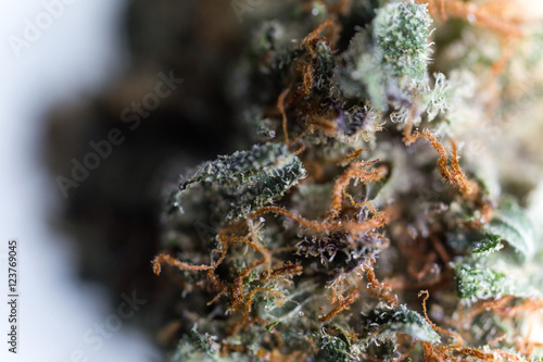 Cannabis Macro Trichomes up close Marijuana