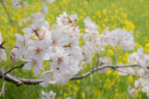 桜と菜の花