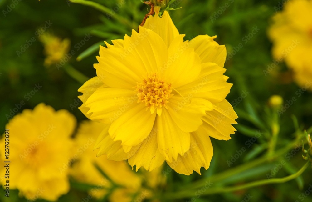 Yellow Cosmos flower Yellow Cosmos flower
