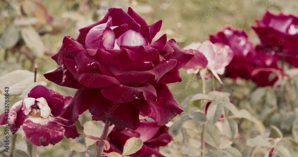 Big red roses in autumn garden Big red roses in autumn garden