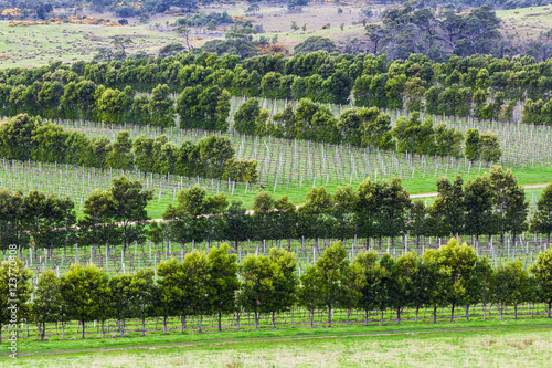 Closeup of vine rows in Devil's Corner winery, Apslawn, Tasmania, Australia photo