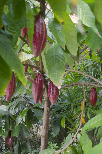 Fruto del cacao maduros en el árbol