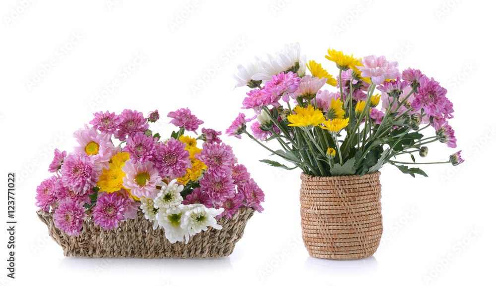 chrysanthemums in basket on white background