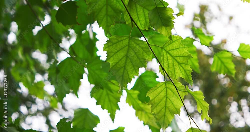 Fresh green birch liaves backlit Fresh green birch liaves backlit
