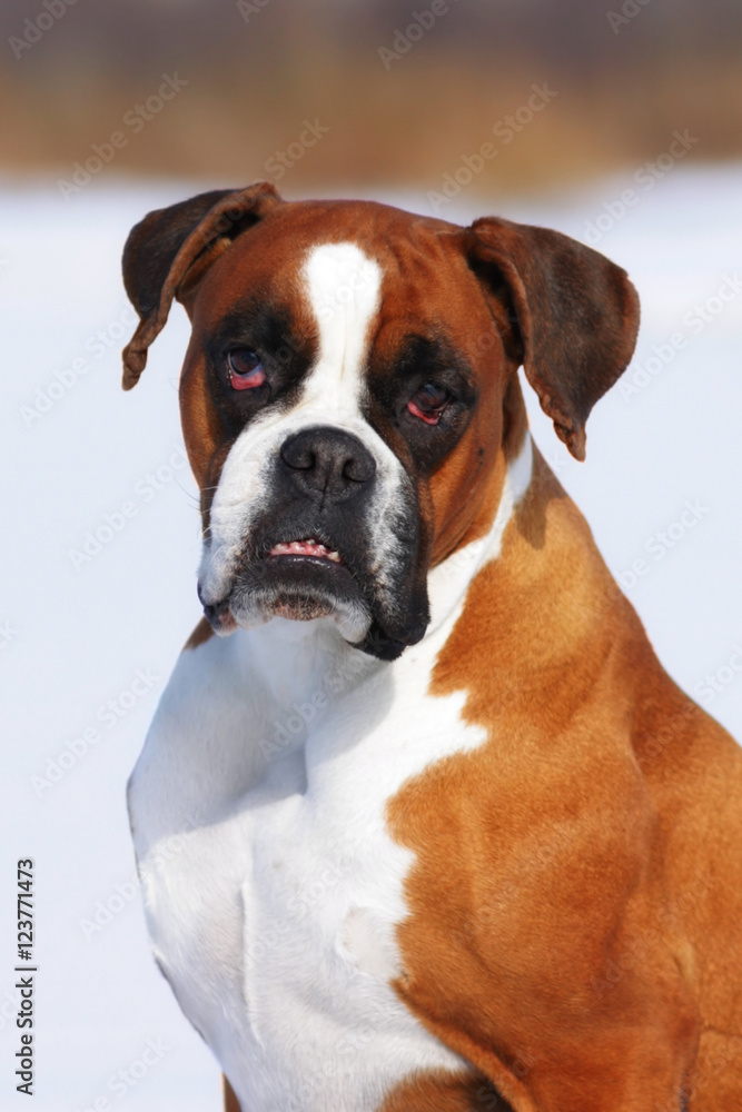red dog breed boxer in protruding teeth lies the winter snow, sm