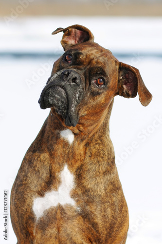 Dog brindle boxer in collar winter white background, listening i