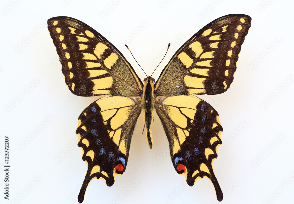 Old World Swallowtail (Papilio machaon) specimen isolated Old World Swallowtail (Papilio machaon) specimen isolated