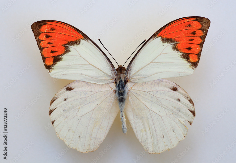 Naklejka premium Great Orange Tip (Hebomoia glaucippe) specimen isolated