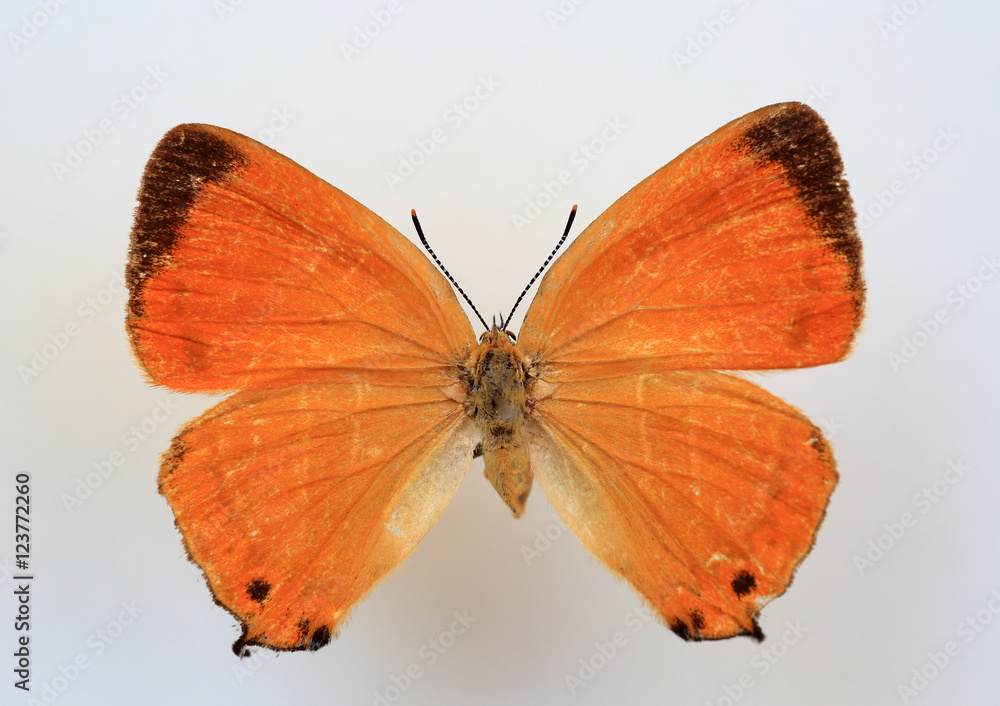 Fototapeta premium The Orange Hairstreak (Japonica lutea)specimen isolated