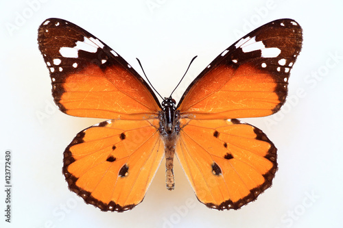 African monarch or plain tiger (Anosia chrysippus) specimen isolated