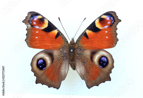 Peacock butterfly (Inachis io) specimen isolated © feathercollector