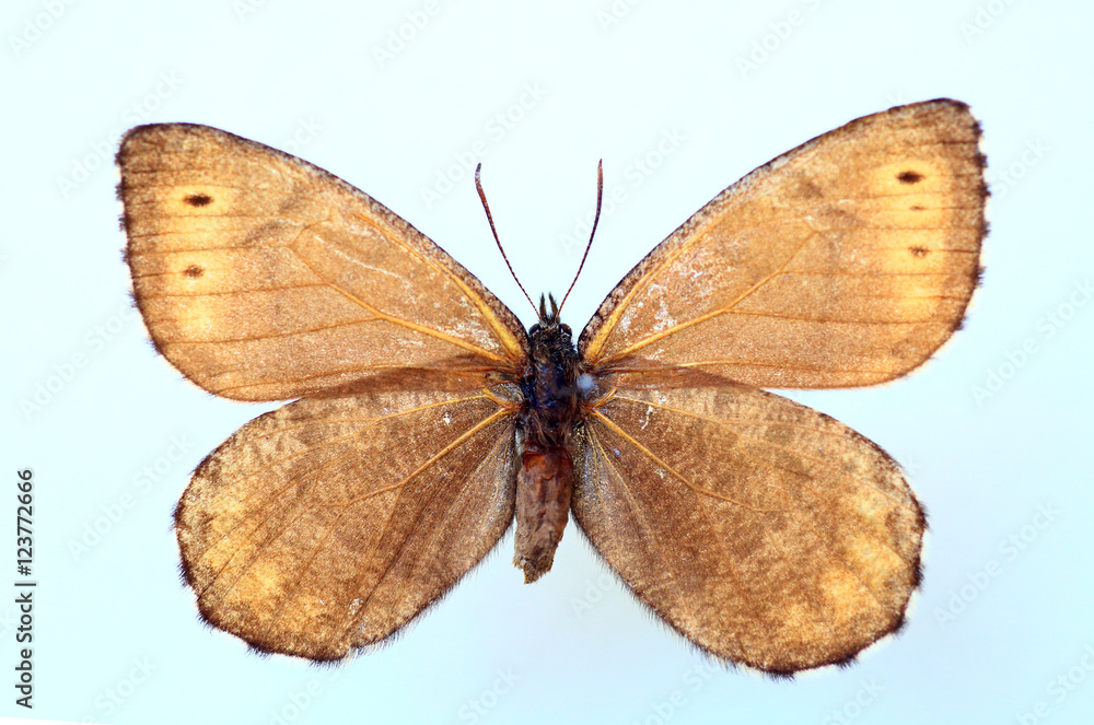 Fototapeta premium Melissa Arctic (Oeneis melissa) specimen isolated