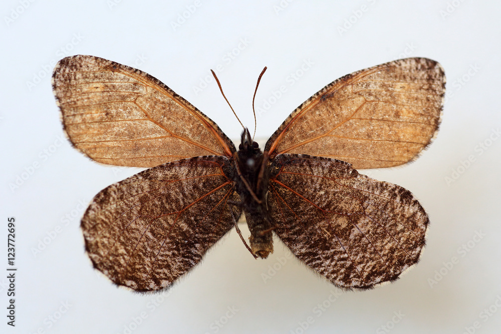 Naklejka premium Melissa Arctic (Oeneis melissa) specimen isolated