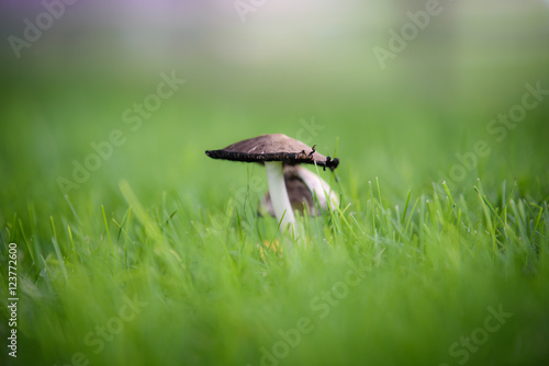 Mushroom