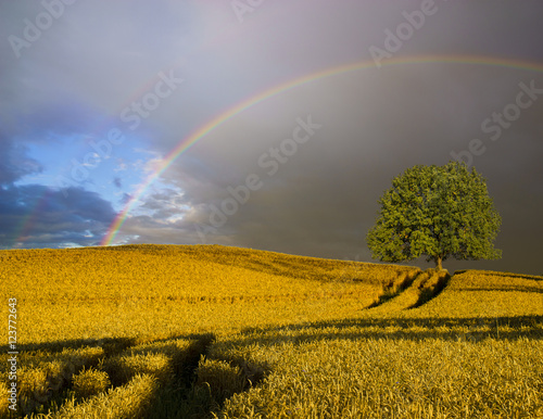 Rainbow over a lone tree standing in a field of ripe wheat 