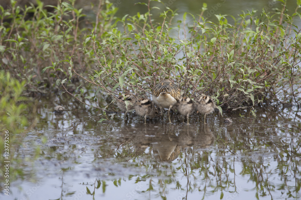 Painted snipe/This bird's name is Painted snipe. There are four babies. Painted snipe/This bird's name is Painted snipe. There are four babies.