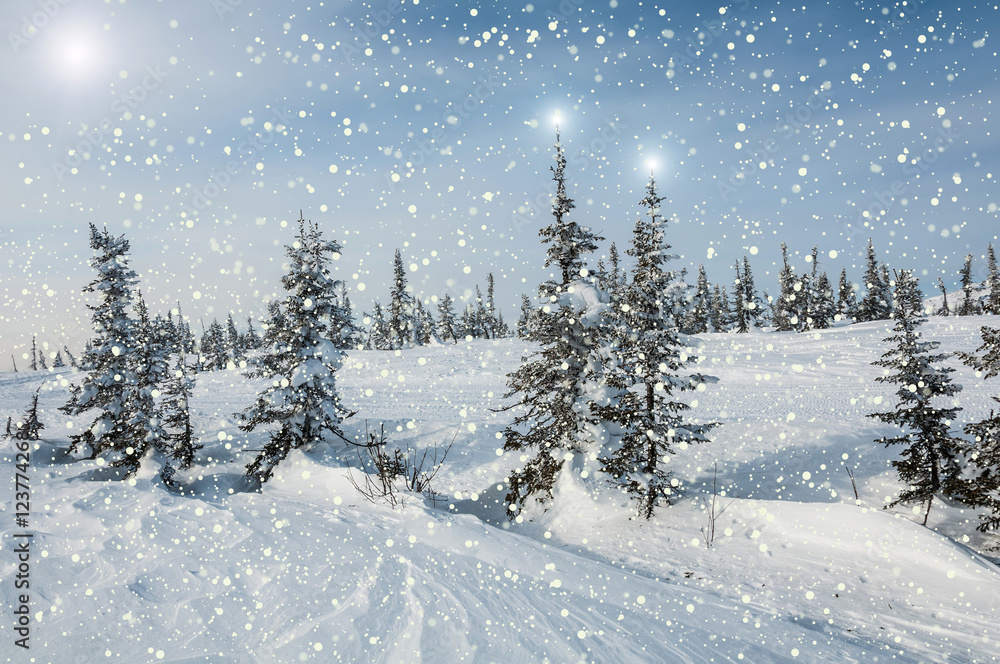 spruce forest snow snowflakes stars spruce forest snow snowflakes stars
