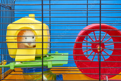 From the yellow house in the cage the Hamster is peeping photo