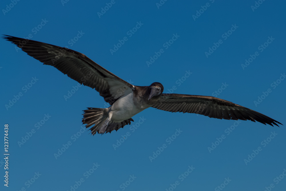 Fototapeta premium Aves Marinas (Seabirds)