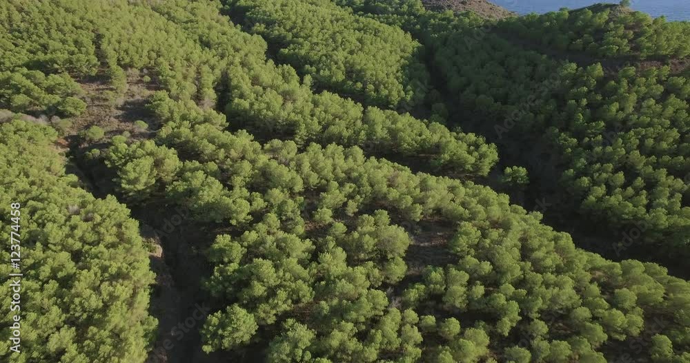 Aerial view above a mediterranean pine tree forest Aerial view above a mediterranean pine tree forest
