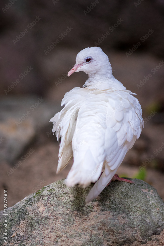 Fototapeta premium White pigeon
