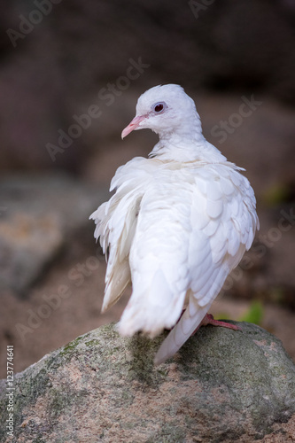 White pigeon