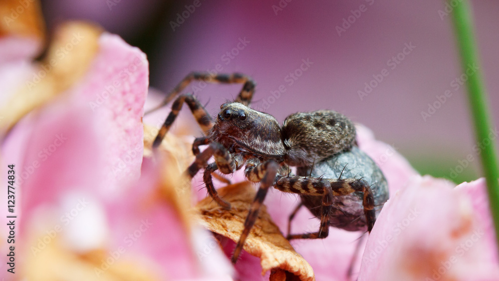 Fototapeta premium Wolfspinne (Pardosa Lugubris), fem. mit Kokon